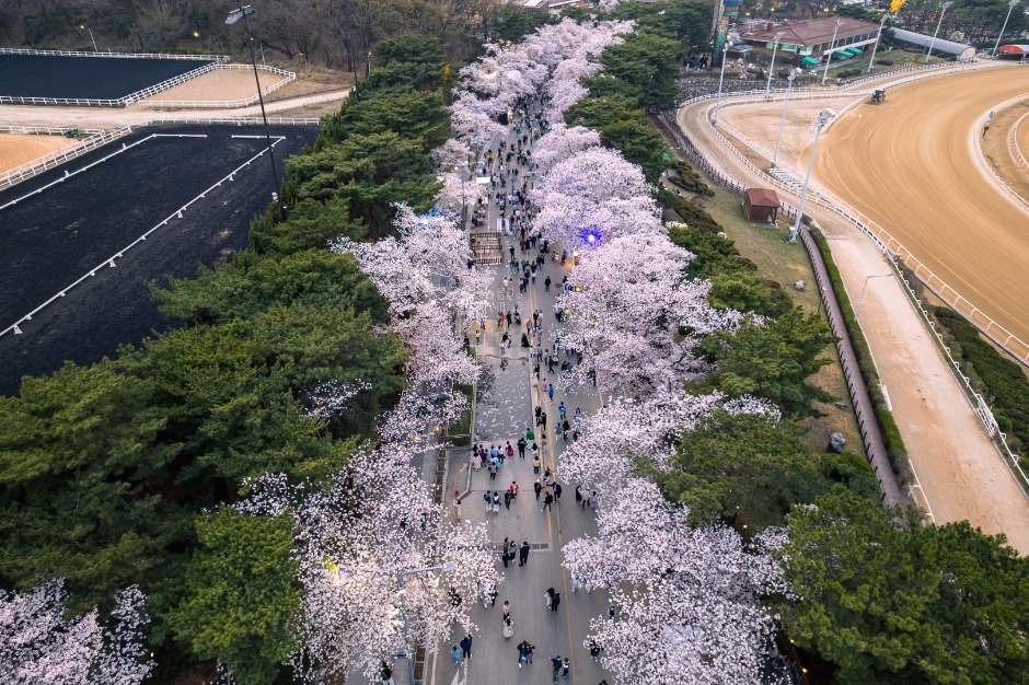 렛츠런파크 서울 벚꽃축제 벚꽃야경