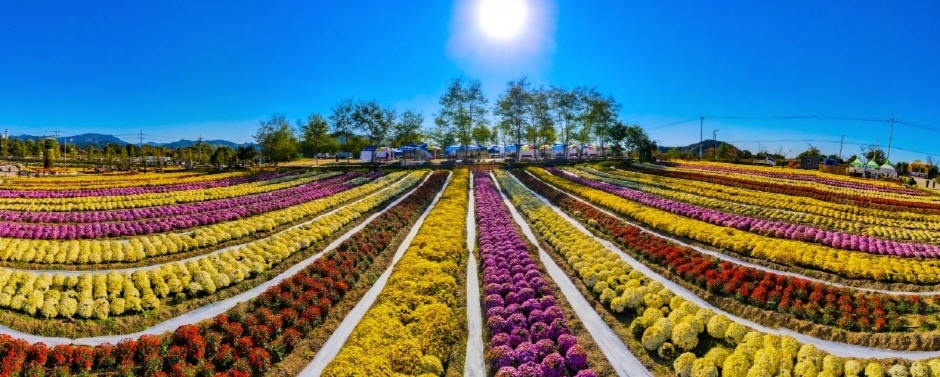 연천국화축제 관련 이미지 