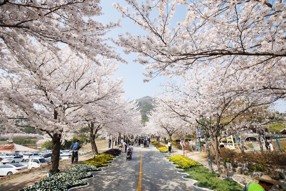 고창 벚꽃축제
