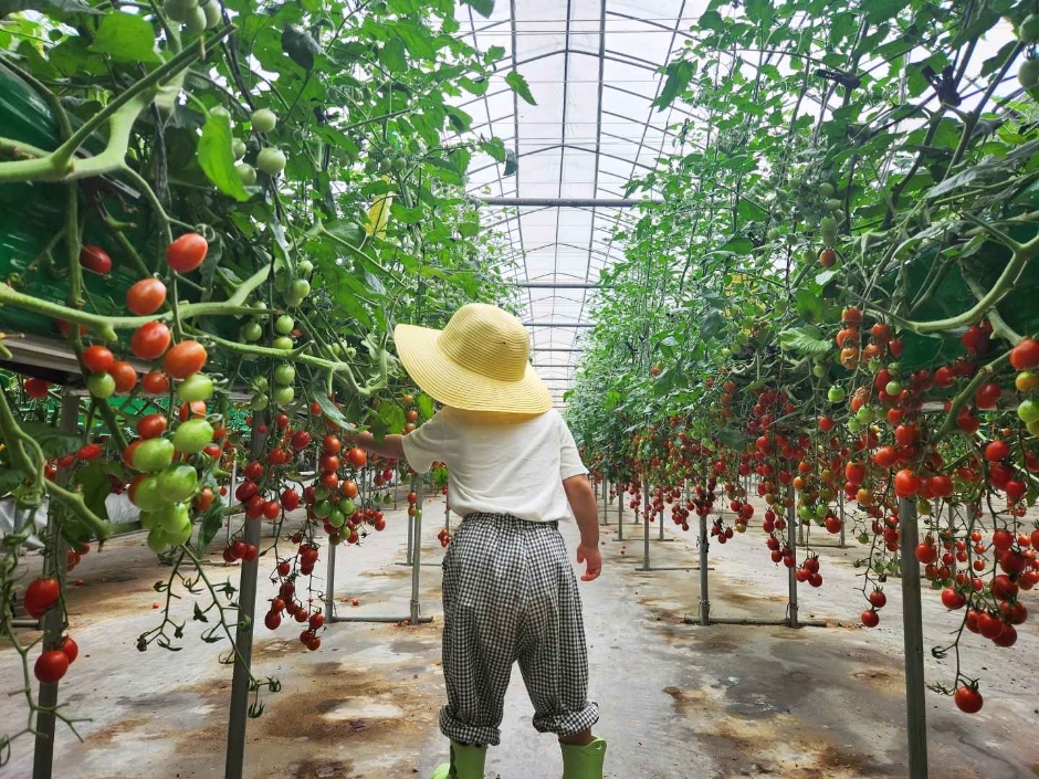 율봄식물원 토마토 시즌 관련 이미지 