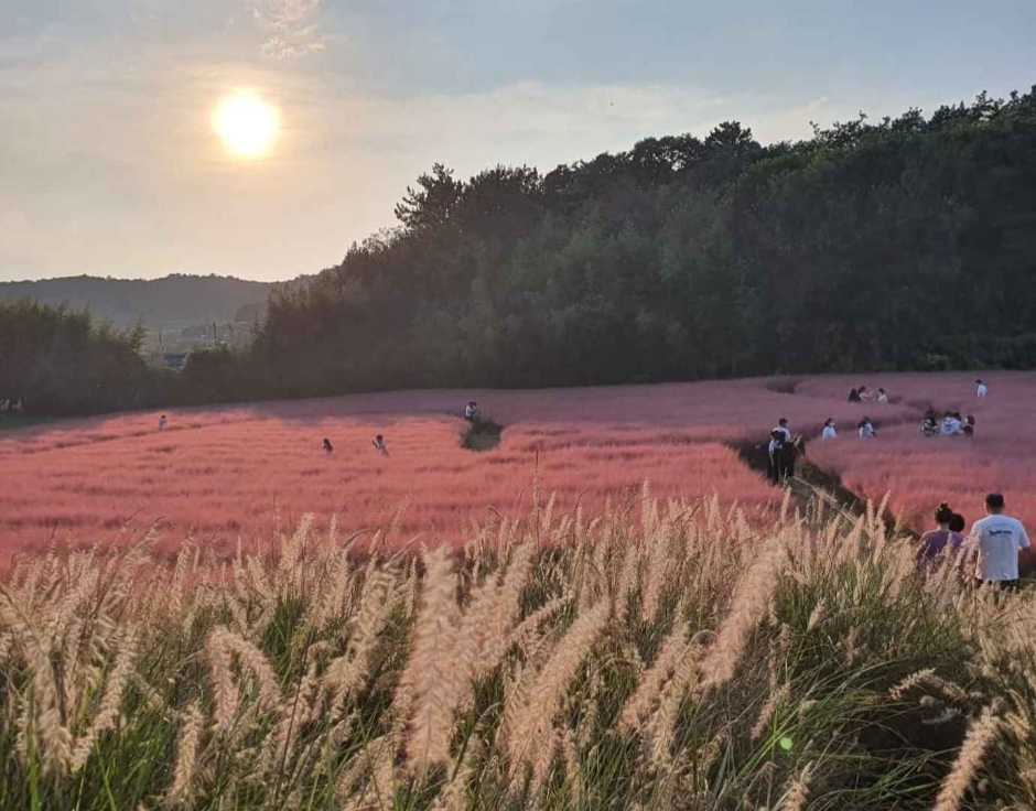 고창청농원 핑크뮬리시즌 관련 이미지 