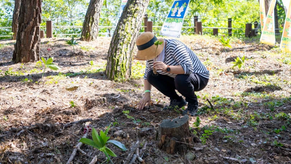 함양산삼축제 관련 이미지 