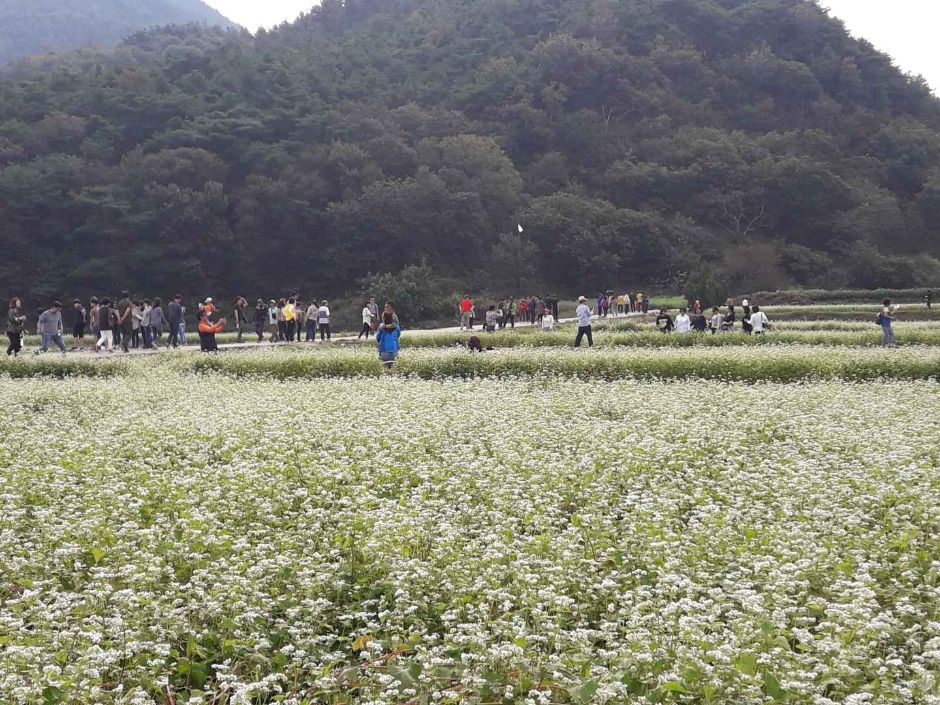 하동 북천 코스모스 메밀꽃 축제 관련 이미지 