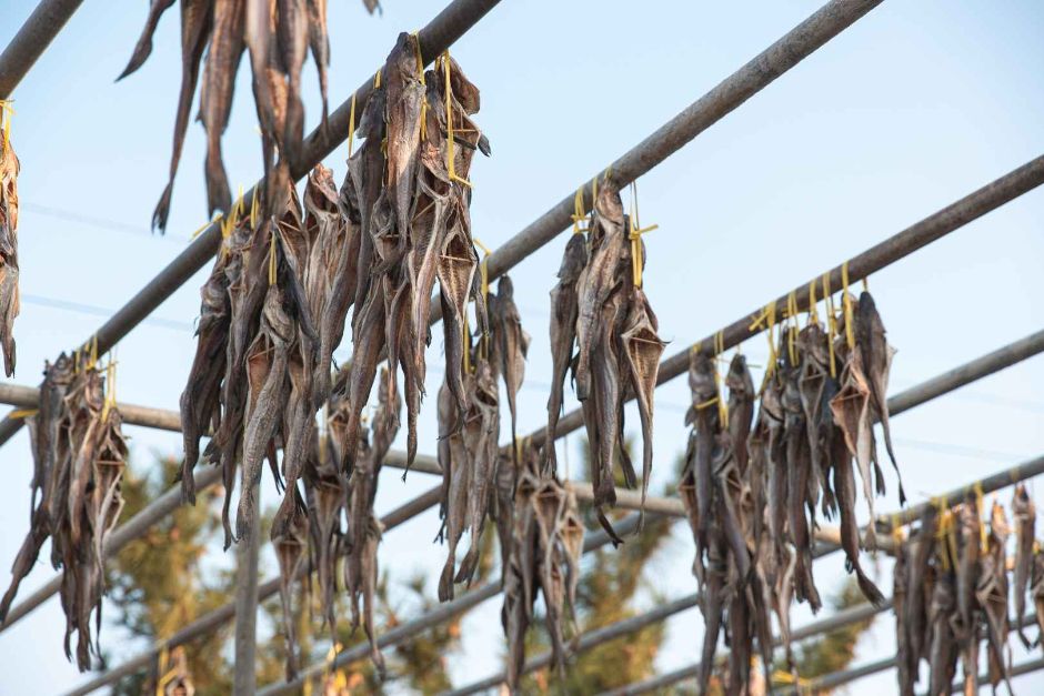 고성통일명태축제 관련 이미지 