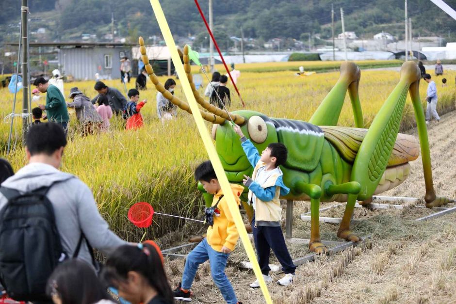 성주가야산황금들녘메뚜기축제 관련 이미지 