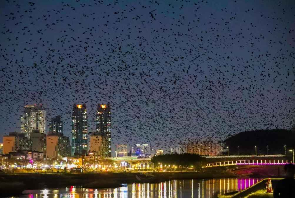 삼호버드페스티벌 관련 이미지 