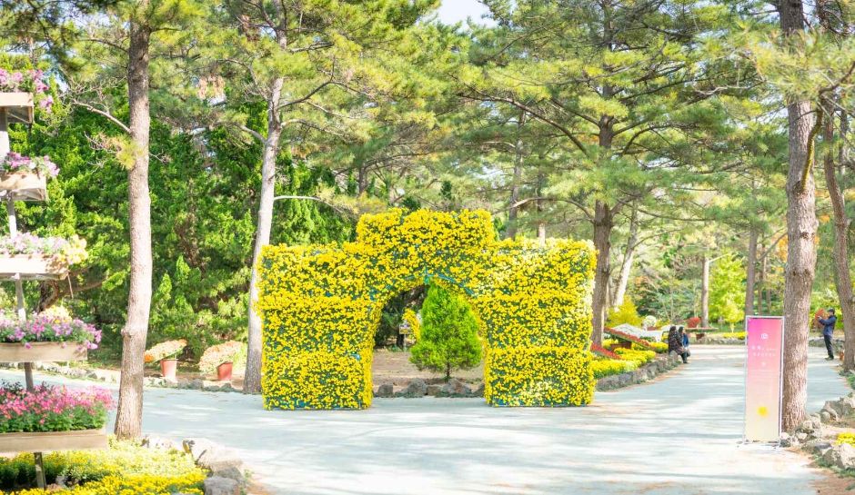 한림공원 국화축제 관련 이미지 