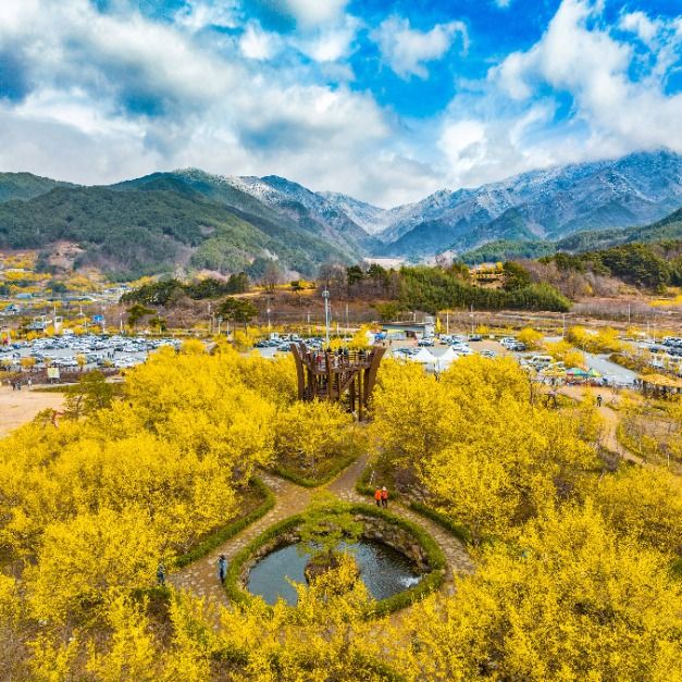 구례산수유꽃축제 관련 이미지 