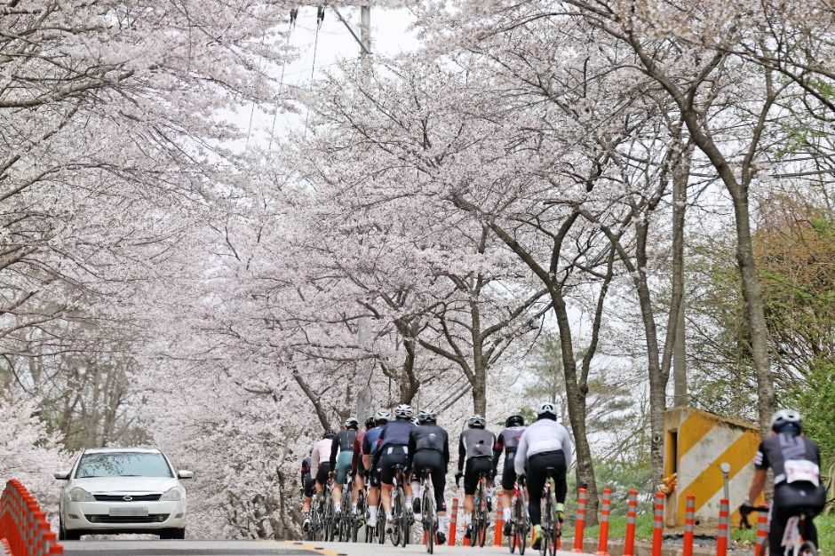 임실 옥정호 벚꽃축제 관련 이미지 