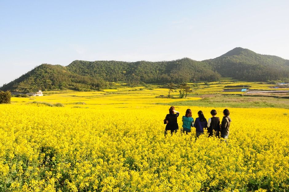 보배섬 유채꽃 축제 관련 이미지 