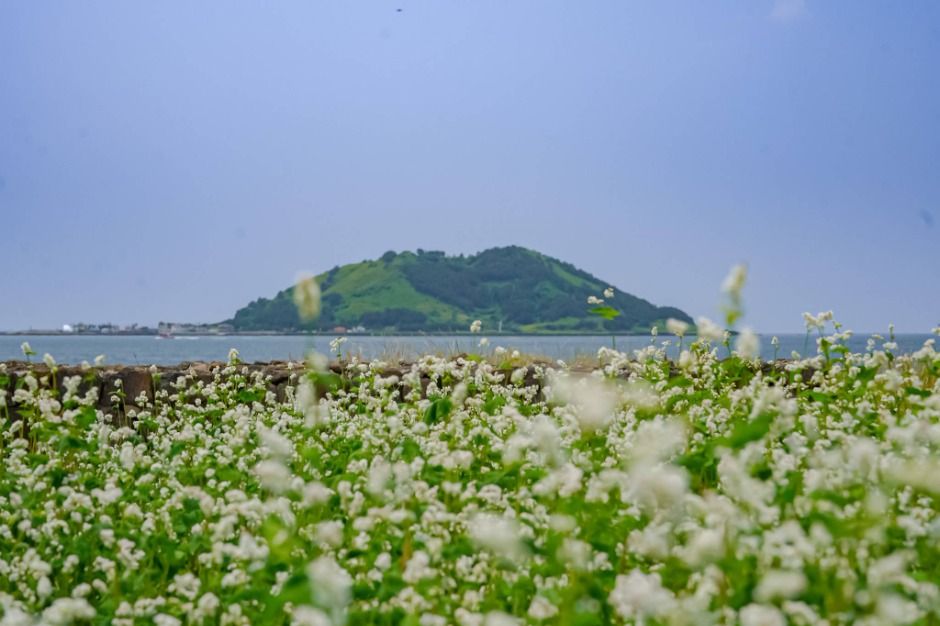 웨이뷰 메밀꽃 축제