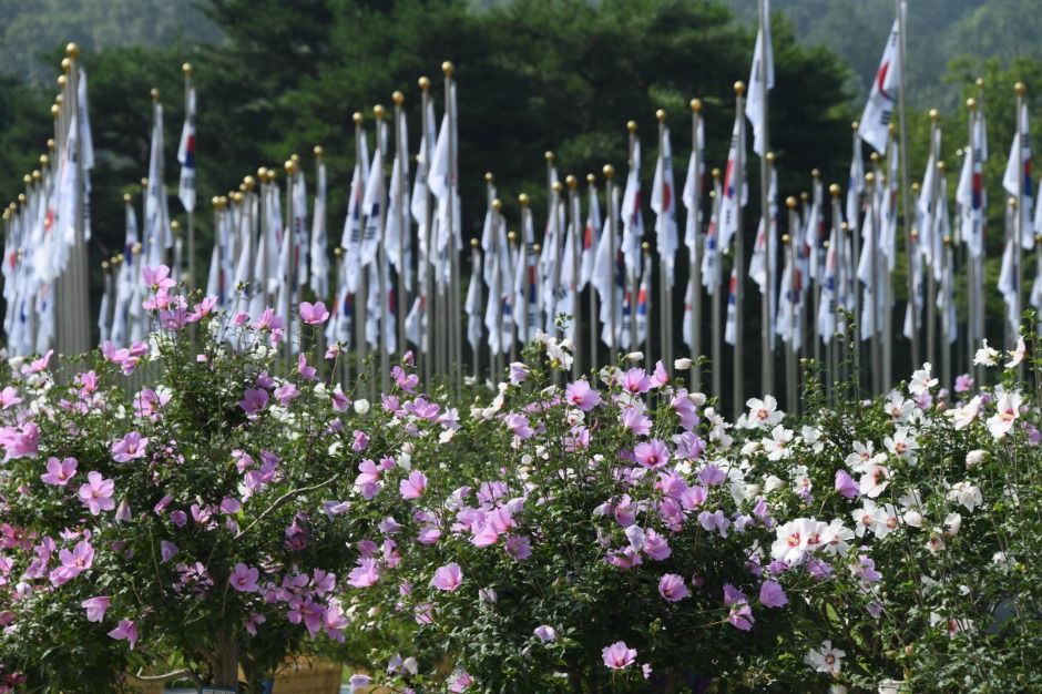 광복 80주년 기념 나라꽃 무궁화 대축제 관련 이미지