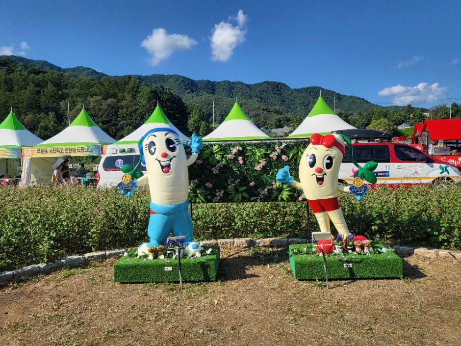 횡성더덕축제 관련 이미지