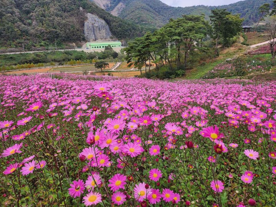 정읍 구절초 꽃축제 관련 이미지 