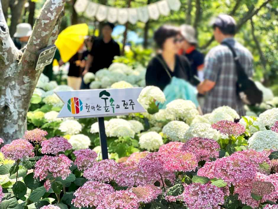 월아산 수국 수국 페스티벌