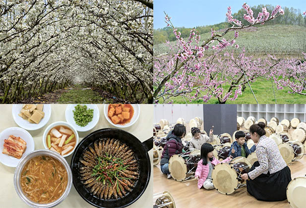 봄꽃에 눈이 환하고 봄맛에 입이 즐겁고, 충북 영동