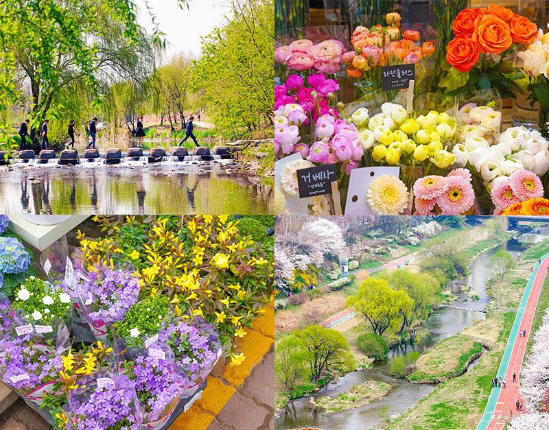 봄은 꽃이다, 서초 양재꽃시장과 양재천 벚꽃길