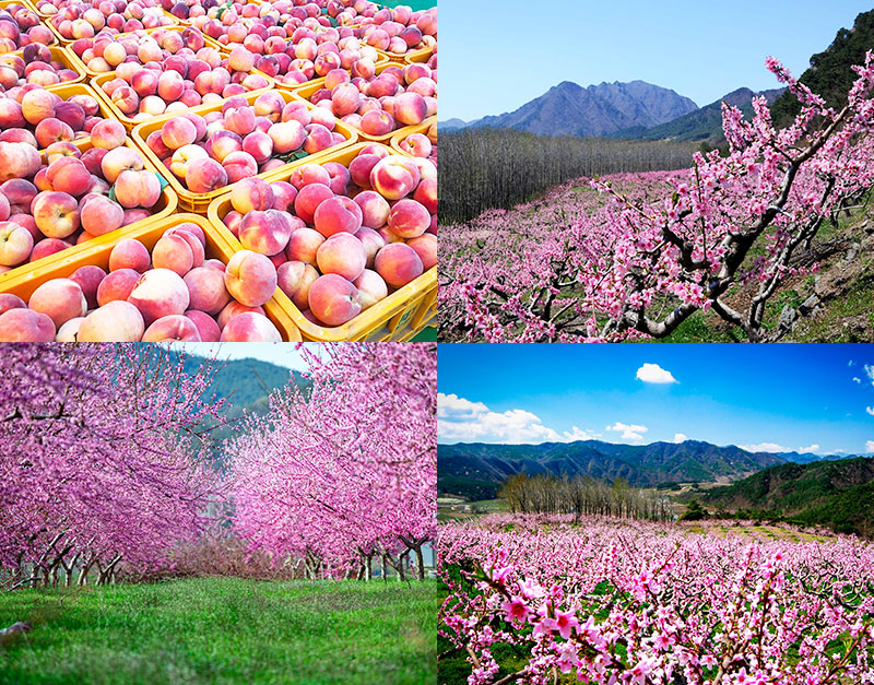 봄내음 가득찬‘무릉도원’, 영덕복사꽃마을