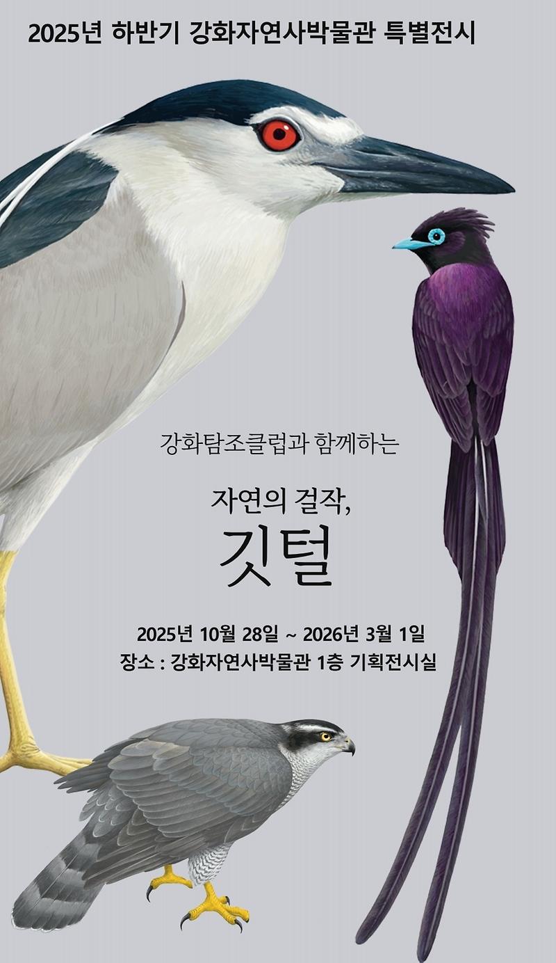 [전시]2025년 강화자연사박물관 하반기 기획전시 『자연의 걸작, 깃털』