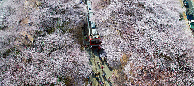 [Apr]  Destinations to enjoy colorful spring flowers in Korea Photo