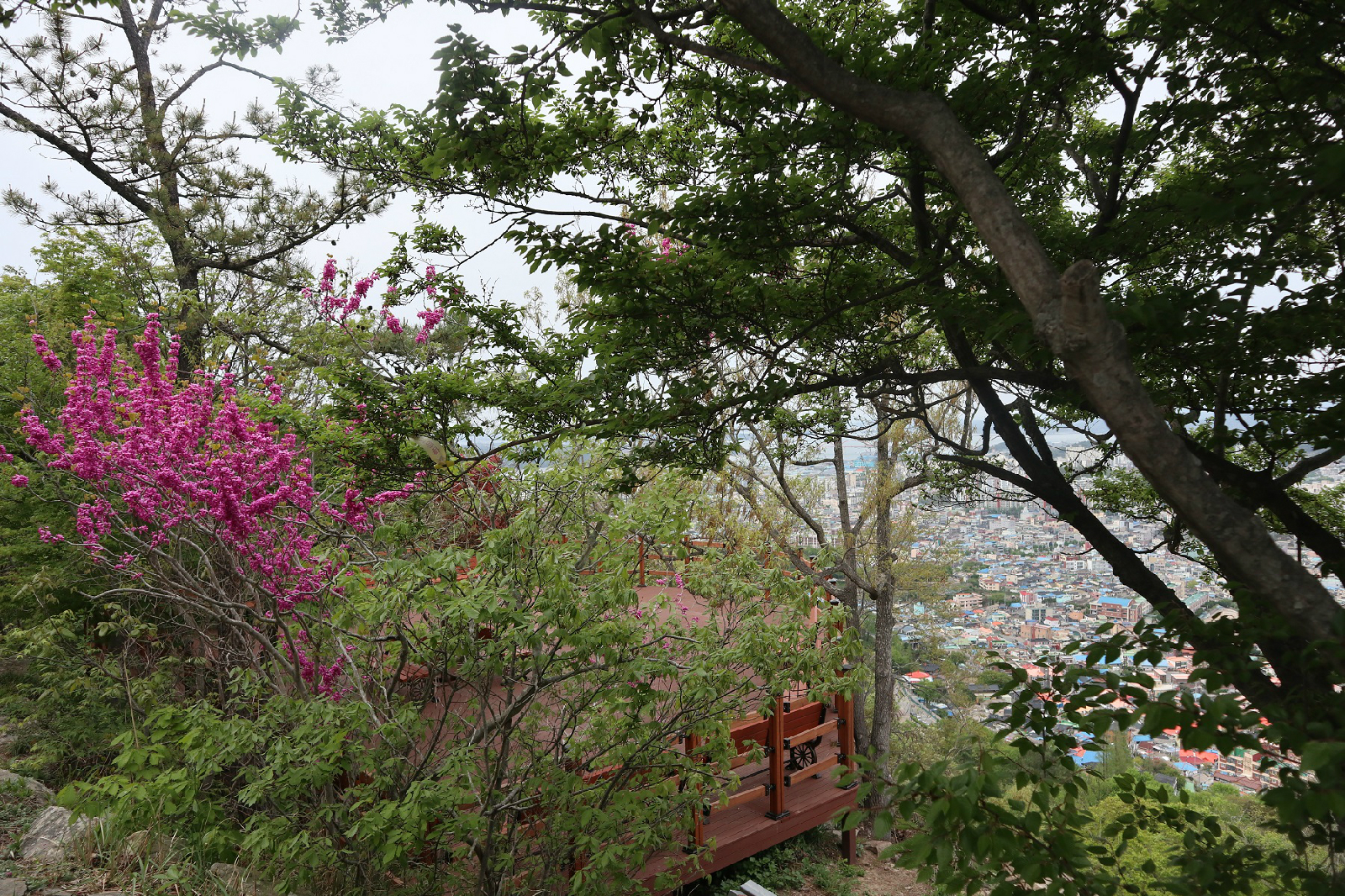 유달산 곳곳에 피어있는 꽃들