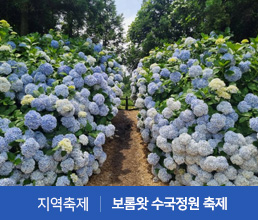 지역축제 | 보롬왓 수국정원 축제